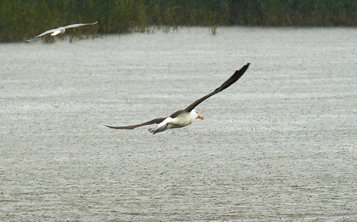 Black-browed Albatross