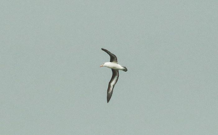 Black-browed Albatross