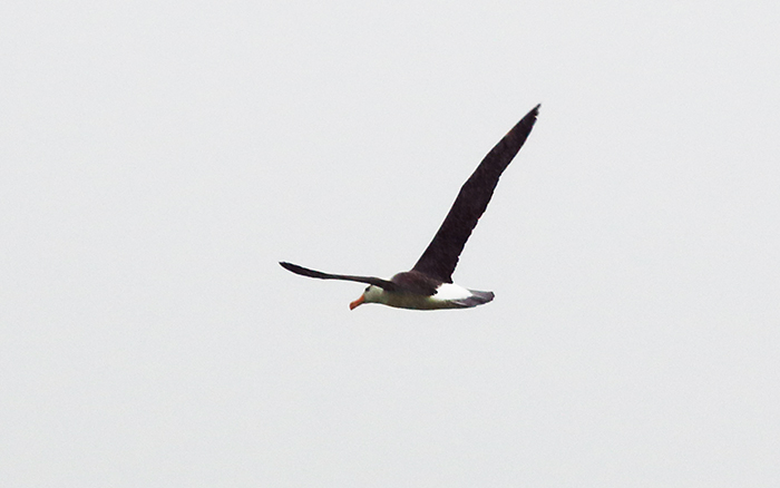 Black-browed Albatross
