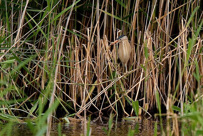 Little Bittern