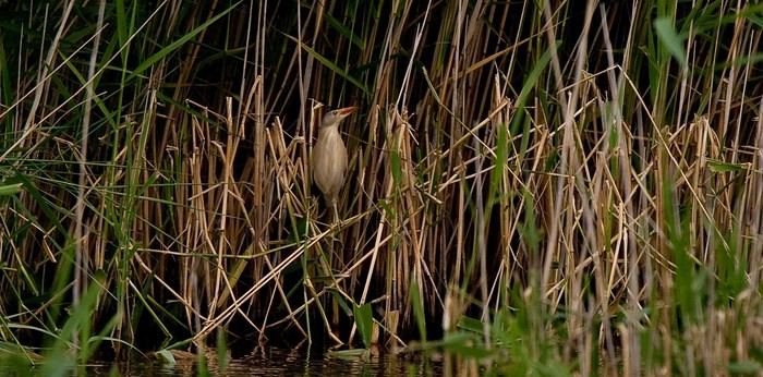 Little Bittern