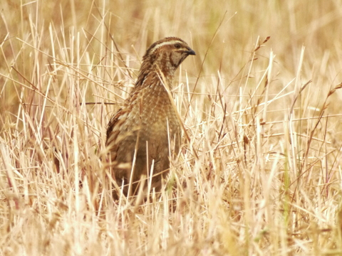 Quail