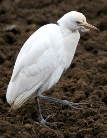 Cattle Egret