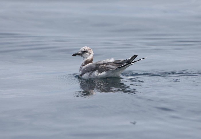 Sabine's Gull