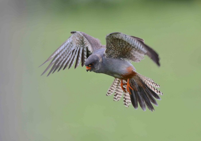 Red-footed Falcon