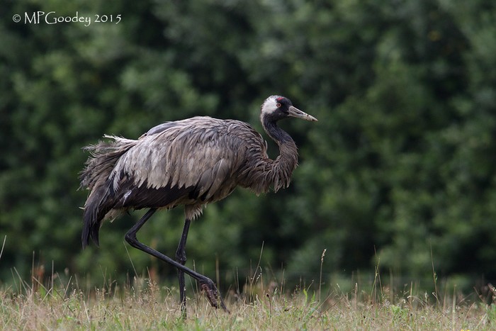 Common Crane