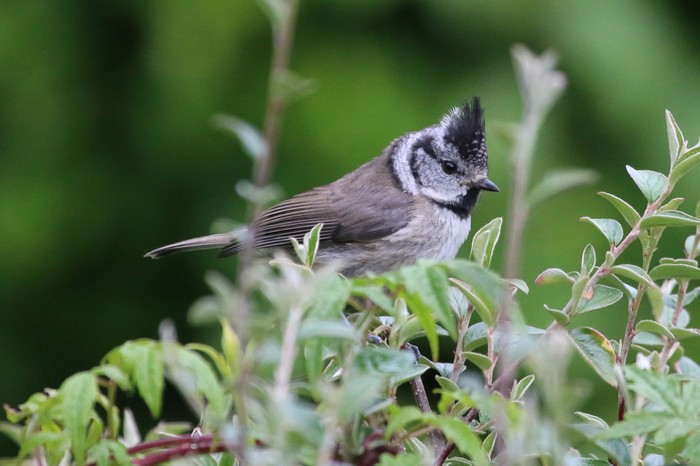Crested Tit