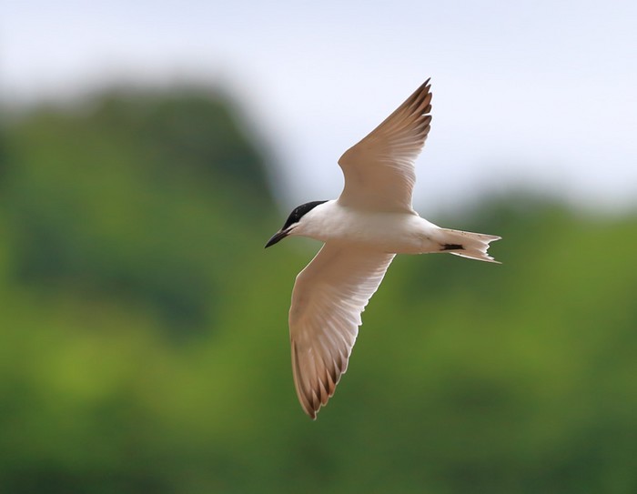 Gull-billed Tern