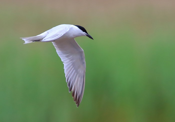 Gull-billed Tern