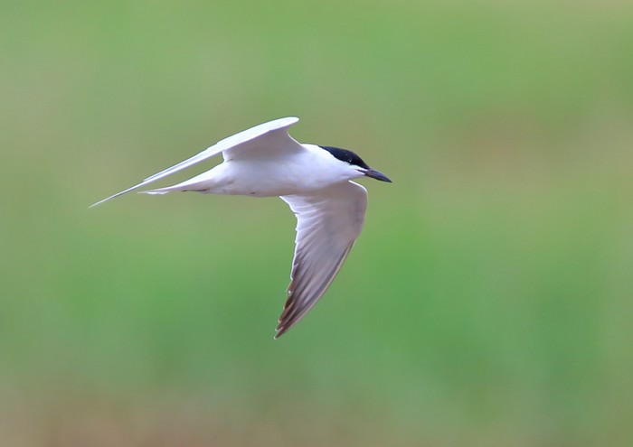Gull-billed Tern