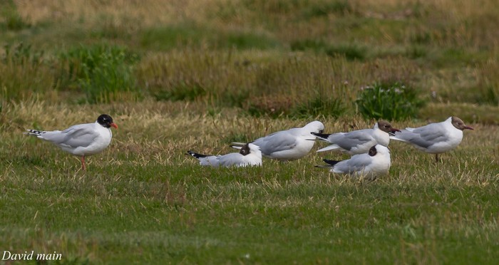 Mediterranean Gull