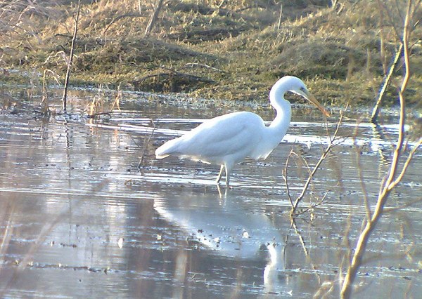 Great White Egret