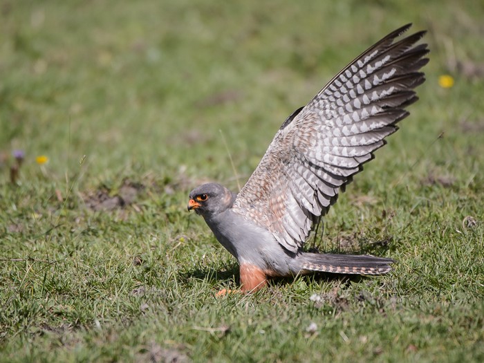 Red-footed Falcon