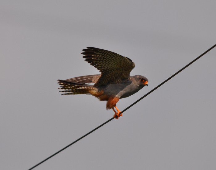 Red-footed Falcon