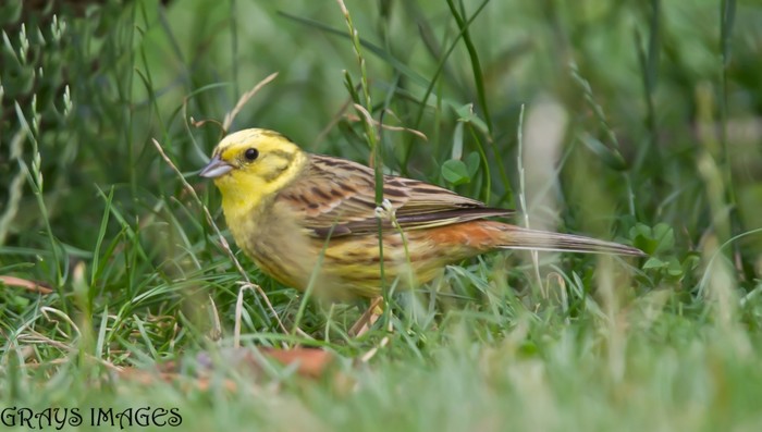 Yellowhammer