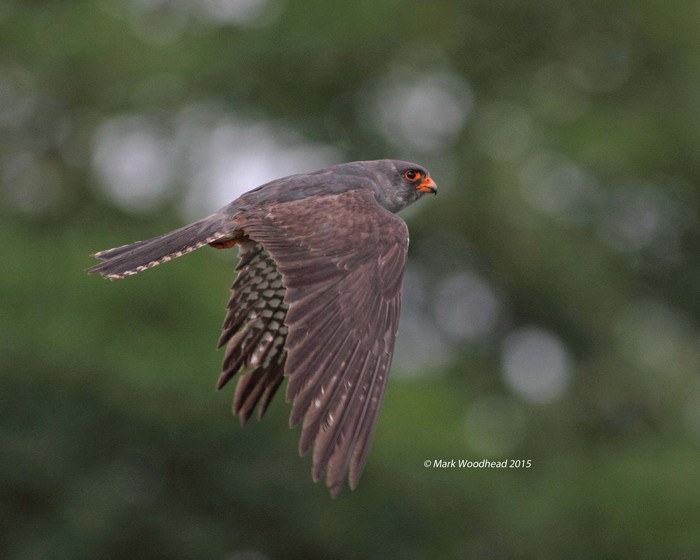 Red-footed Falcon