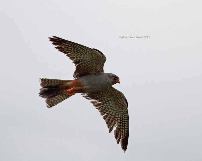 Red-footed Falcon