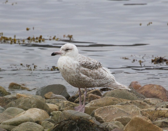 Viking gull