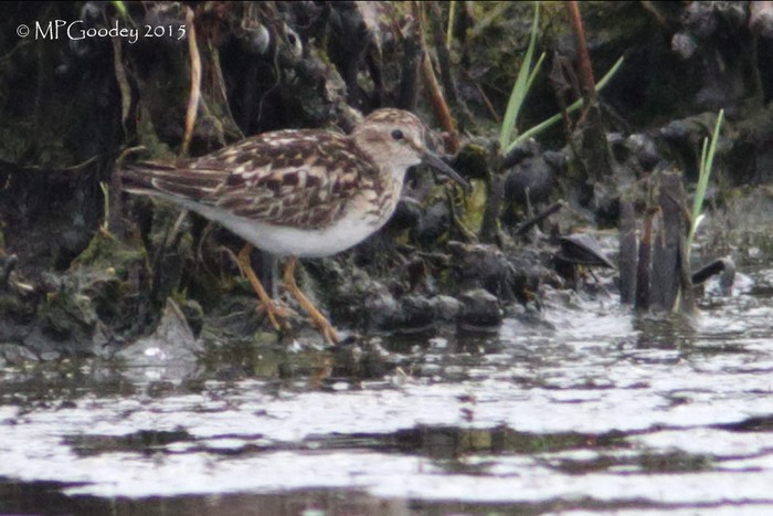 Least Sandpiper