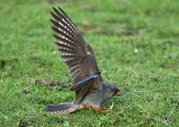 Red-footed Falcon