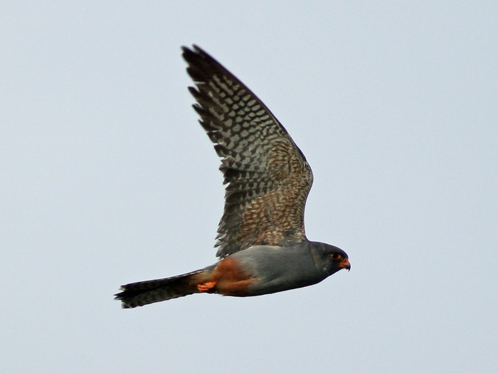 Red-footed Falcon