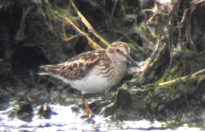 Least Sandpiper