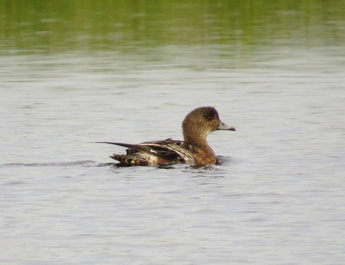 American Wigeon