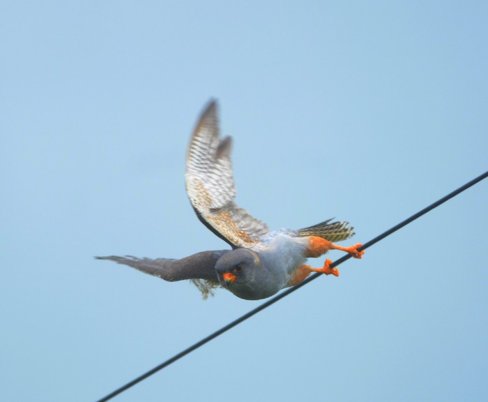Red-footed Falcon