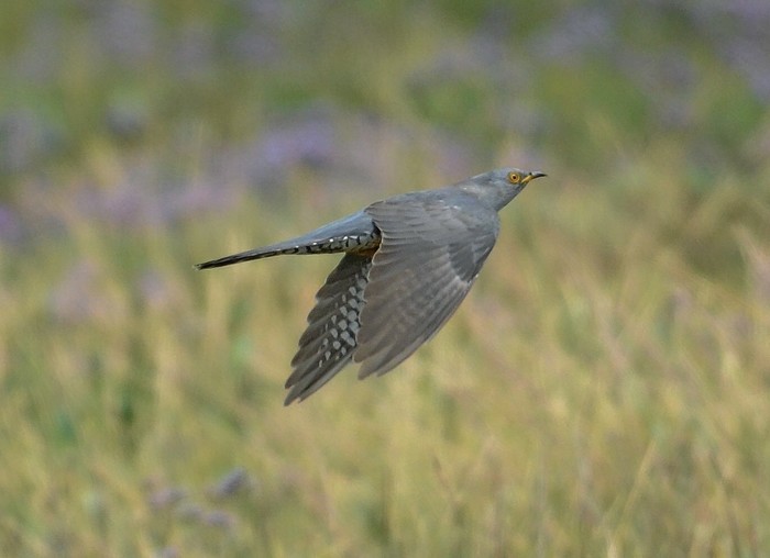 Cuckoo