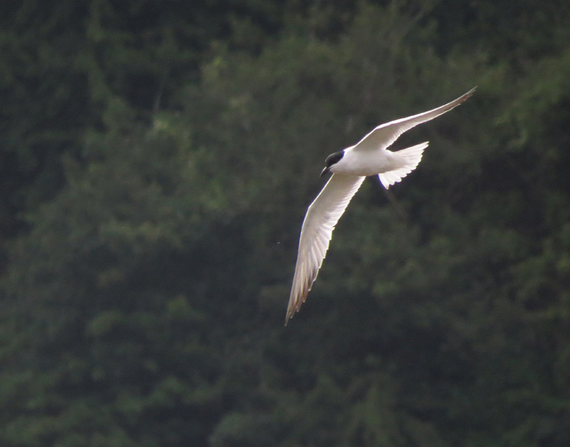 Gull-billed Tern