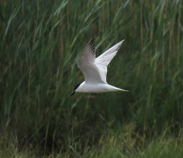 Gull-billed Tern