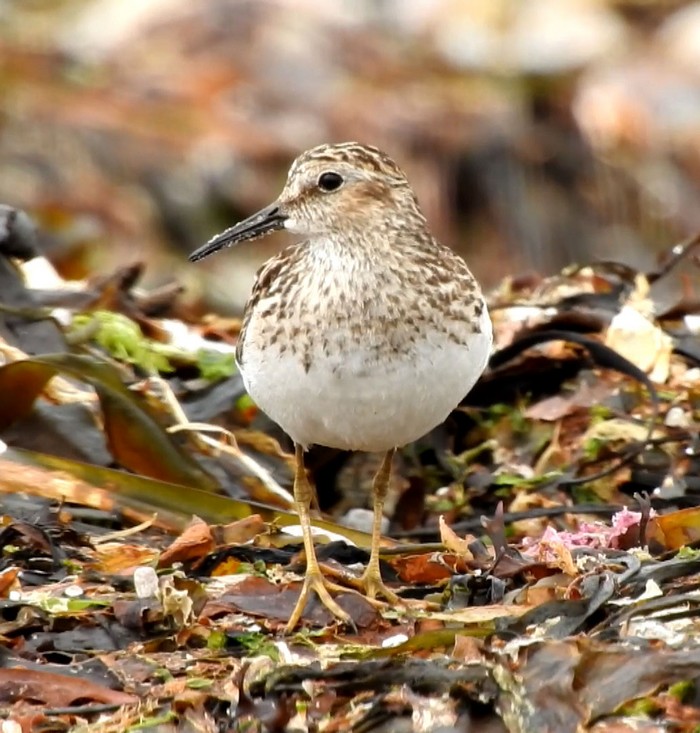 Least Sandpiper