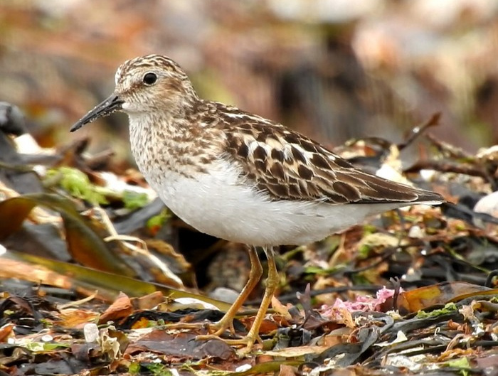 Least Sandpiper