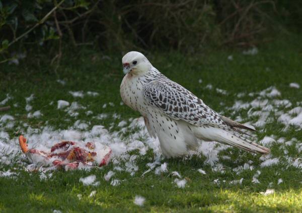 Gyr