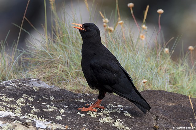 Chough