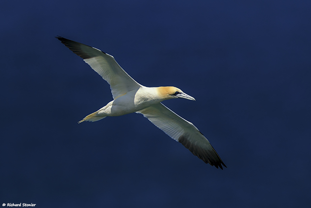 Gannet