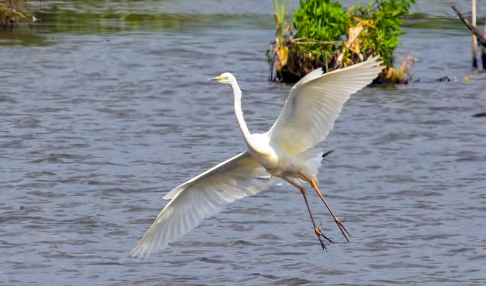 Great White Egret