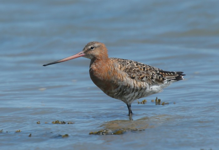 Black-tailed Godwit