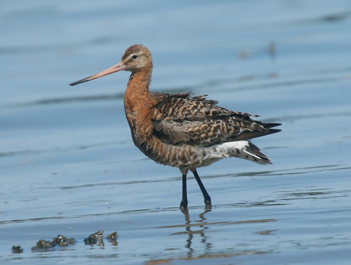 Black-tailed Godwit