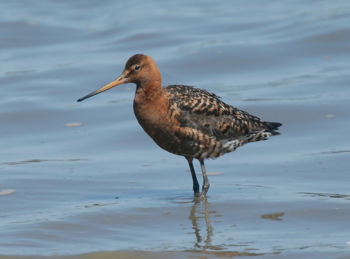 Black-tailed Godwit