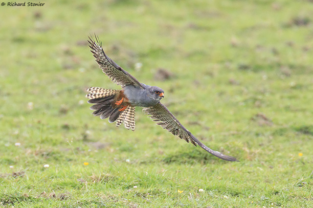 Red-footed Falcon