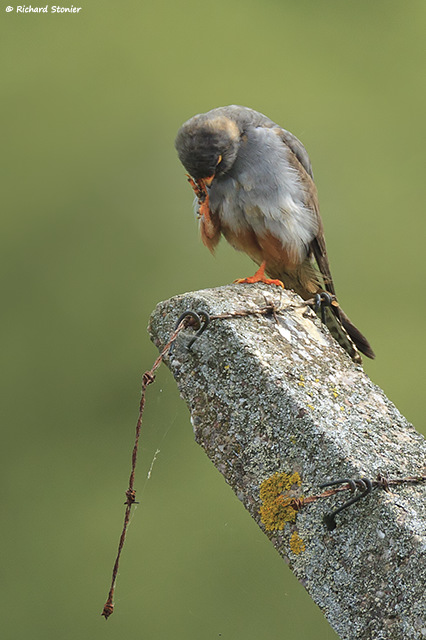 Red-footed Falcon
