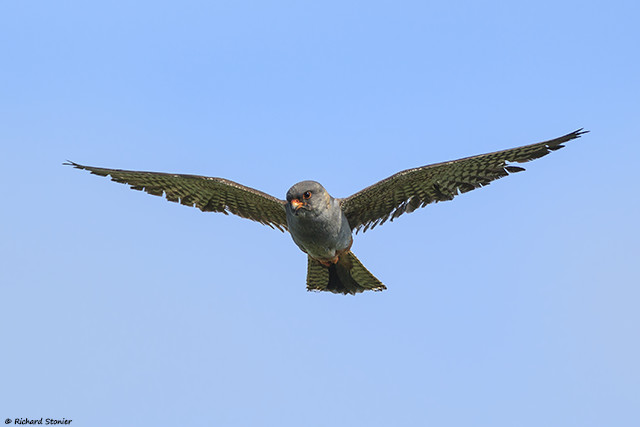 Red-footed Falcon