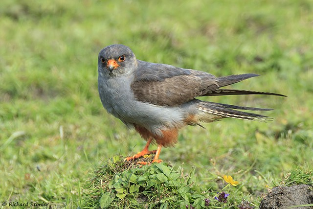 Red-footed Falcon