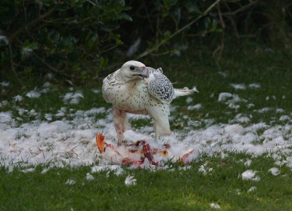 Gyr