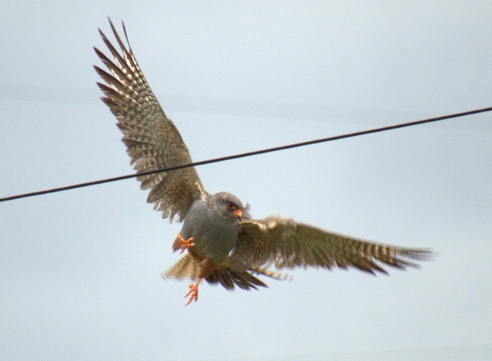 Red-footed Falcon