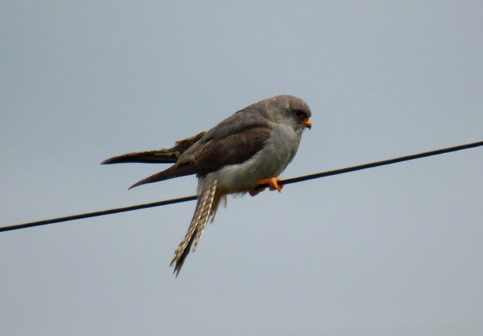 Red-footed Falcon