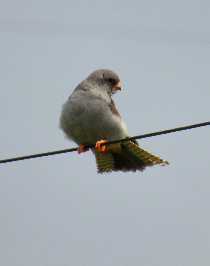 Red-footed Falcon