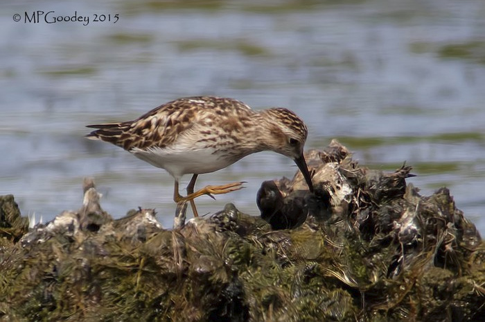 Least Sandpiper