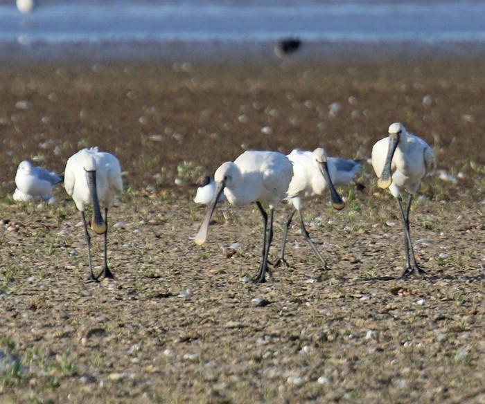 Spoonbill